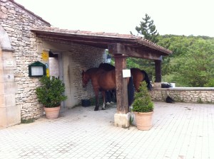 Die Pferde des Moniseur Maurice