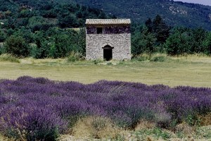 Lavendel I