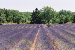Lavendel II