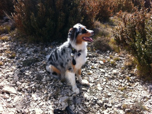 Lucy mit dem Jägerschutz