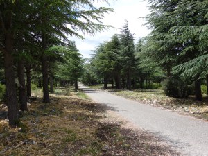 Der Foret de cedres oberhalb von Menerbes