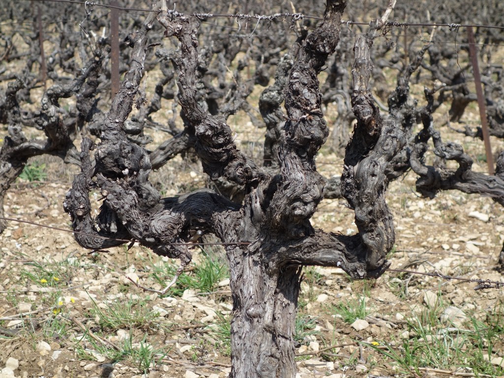Es wird einmal ein großer Wein